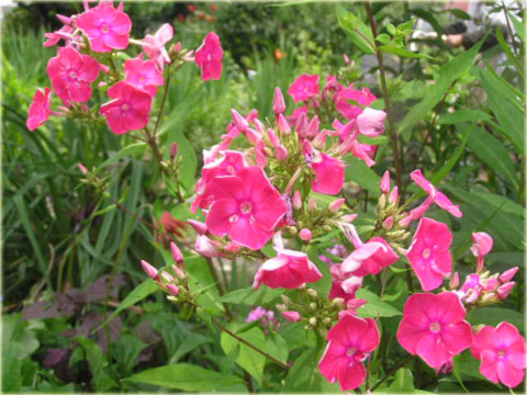 Płomyk wiechowaty Lizzy, floks różowy Phlox paniculata Lizzy