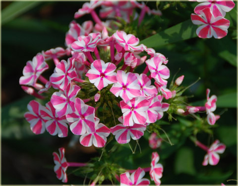 Płomyk wiechowaty Peppermint Twist, floks biało-różowy Phlox paniculata Peppermint Twist