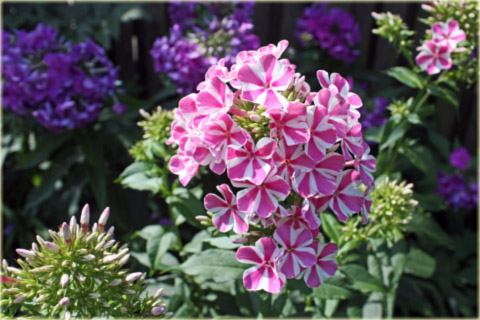 Płomyk wiechowaty Peppermint Twist, floks biało-różowy Phlox paniculata Peppermint Twist