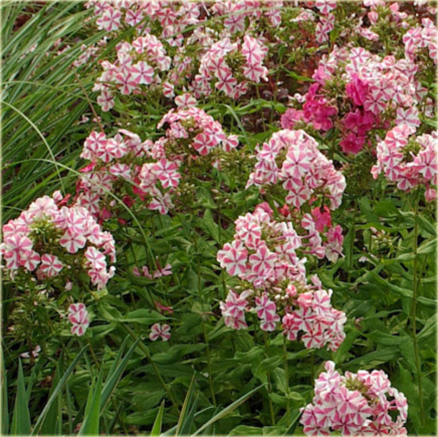 Płomyk wiechowaty Peppermint Twist, floks biało-różowy Phlox paniculata Peppermint Twist