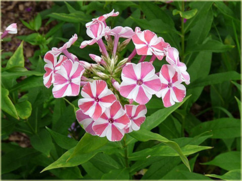 Płomyk wiechowaty Peppermint Twist, floks biało-różowy Phlox paniculata Peppermint Twist