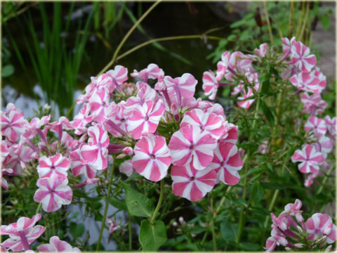Płomyk wiechowaty Peppermint Twist, floks biało-różowy Phlox paniculata Peppermint Twist