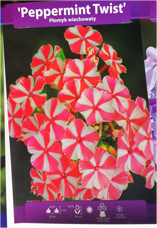 Płomyk wiechowaty Peppermint Twist, floks biało-różowy Phlox paniculata Peppermint Twist