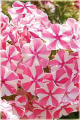 Płomyk wiechowaty Peppermint Twist, floks biało-różowy Phlox paniculata Peppermint Twist