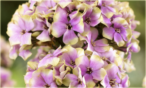 Płomyk wiechowaty Sherbert Blend, floks lila-zielony Phlox paniculata Sherbert Blend