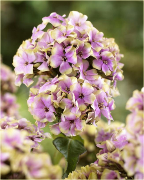 Płomyk wiechowaty Sherbert Blend, floks lila-zielony Phlox paniculata Sherbert Blend