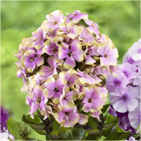 Płomyk wiechowaty Sherbert Blend, floks lila-zielony Phlox paniculata Sherbert Blend