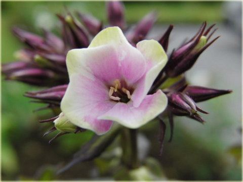 Płomyk wiechowaty Sherbert Blend, floks lila-zielony Phlox paniculata Sherbert Blend