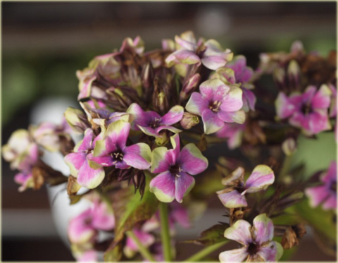 Płomyk wiechowaty Sherbert Blend, floks lila-zielony Phlox paniculata Sherbert Blend