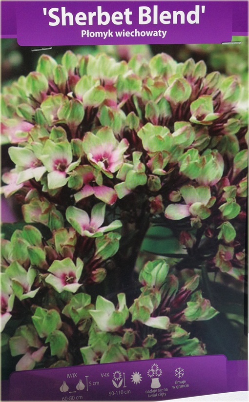 Płomyk wiechowaty Sherbert Blend, floks lila-zielony Phlox paniculata Sherbert Blend