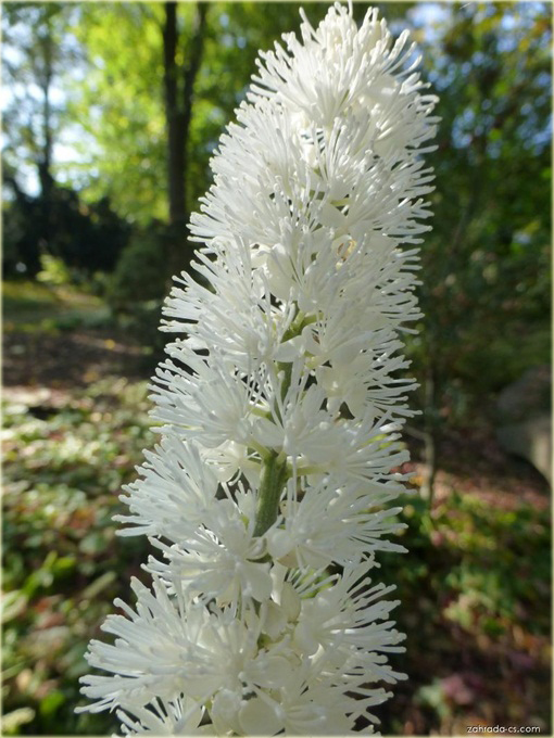 Pluskwica Świecznica Cimicifuga