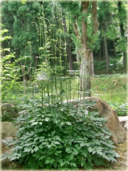 Pluskwica Świecznica Cimicifuga