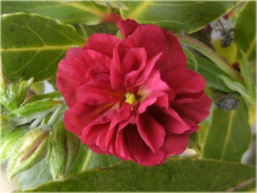 Posłonek ogrodowy Helianthemum nummularium