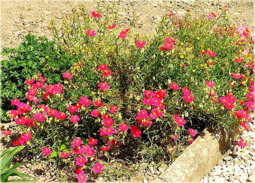 Posłonek ogrodowy Helianthemum nummularium