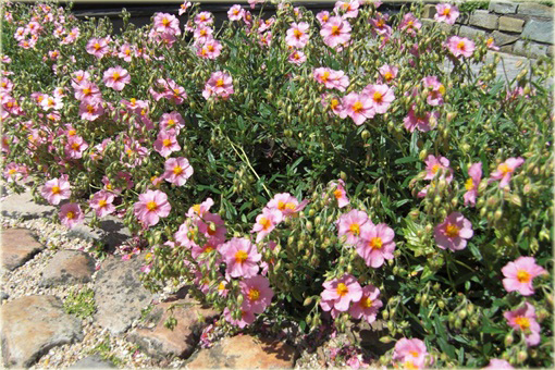 Posłonek ogrodowy Helianthemum nummularium