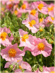 Posłonek ogrodowy Helianthemum nummularium