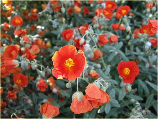 Posłonek ogrodowy Helianthemum x hybridum