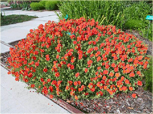 Posłonek ogrodowy Helianthemum x hybridum