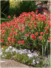 Posłonek ogrodowy Helianthemum x hybridum