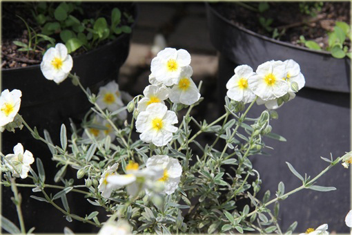 Posłonek rozesłany The Bride Helianthemum nummularium 