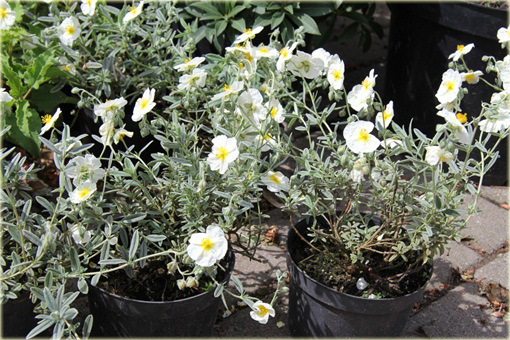 Posłonek rozesłany The Bride Helianthemum nummularium