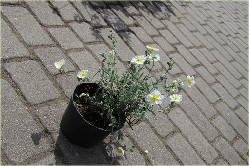 Posłonek rozesłany The Bride Helianthemum nummularium