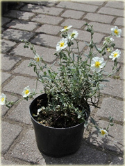 Posłonek rozesłany The Bride Helianthemum nummularium