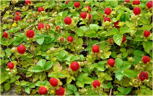 Poziomkówka indyjska Duchesnea indica