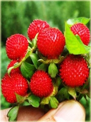 Poziomkówka indyjska Duchesnea indica