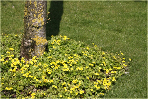 Pragnia syberyjska Waldsteinia ternata