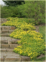 Pragnia syberyjska Waldsteinia ternata