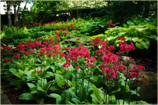 Prymula Pierwiosnek japoński Millers Crimson Primula japonica