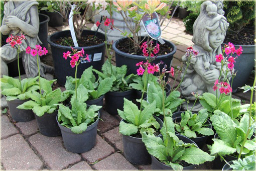 Prymula Pierwiosnek japoński Millers Crimson Primula japonica