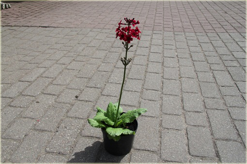 Prymula Pierwiosnek japoński Millers Crimson Primula japonica