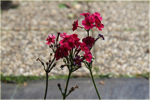 Prymula Pierwiosnek japoński Millers Crimson Primula japonica