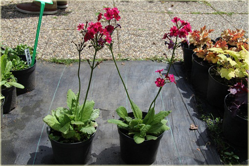 Prymula Pierwiosnek japoński Millers Crimson Primula japonica