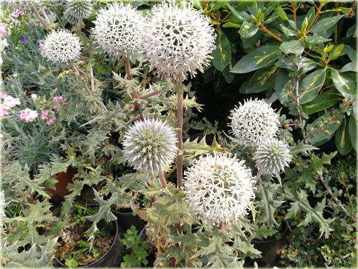 Przegorzan Arctic Glow Echinops sphaerocephalus