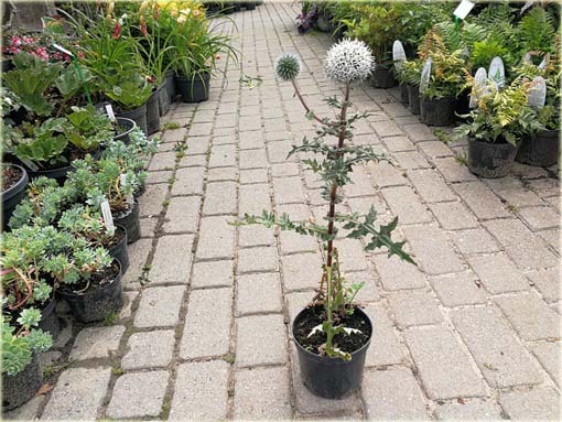 Przegorzan Arctic Glow Echinops sphaerocephalus