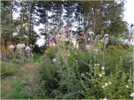 Przegorzan Arctic Glow Echinops sphaerocephalus