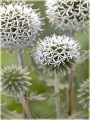 Przegorzan Arctic Glow Echinops sphaerocephalus