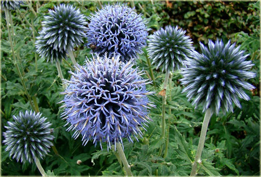 Przegorzan Echinops ritro