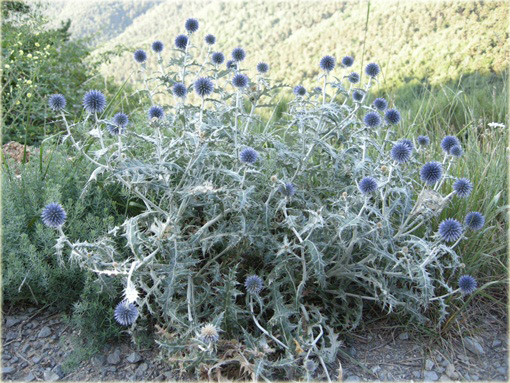 Przegorzan Echinops ritro