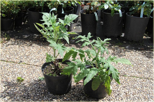 Przegorzan Echinops ritro