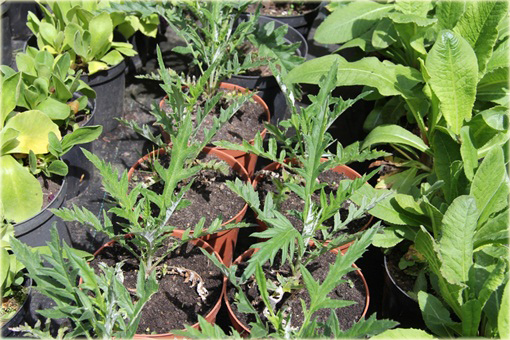 Przegorzan Echinops ritro