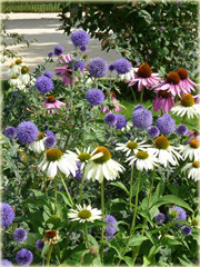 Przegorzan Echinops ritro