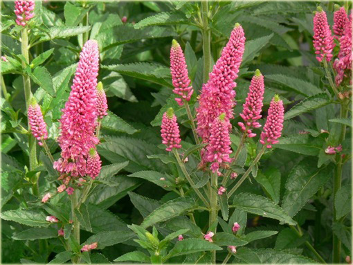  Przetacznik długolistny First Love
 Veronica longifolia
