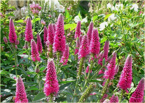  Przetacznik długolistny First Love
 Veronica longifolia
