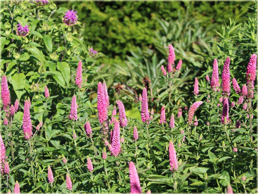  Przetacznik długolistny First Love
 Veronica longifolia
