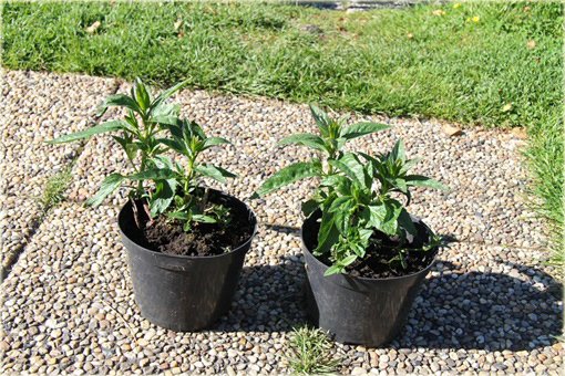  Przetacznik długolistny First Love
 Veronica longifolia
