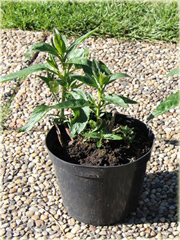  Przetacznik długolistny First Love
 Veronica longifolia
